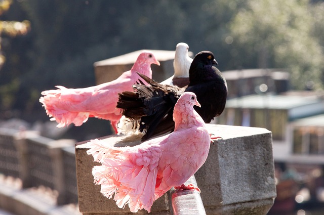 期待他们的 期待他们的